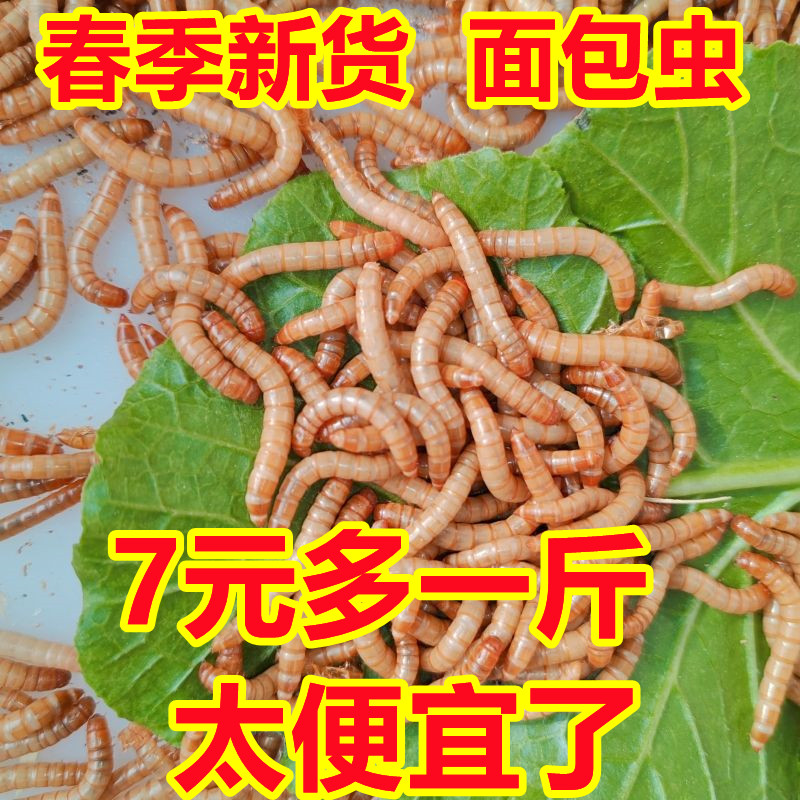 面包虫活虫黄粉虫活体小开口幼虫