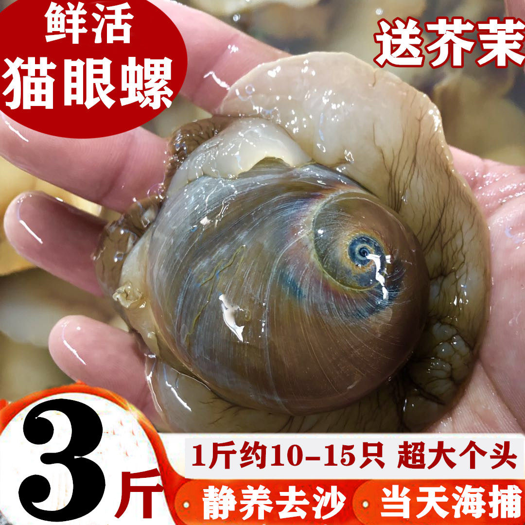海螺鲜活猫眼螺超大红香螺新鲜玉螺连云港大沙螺海鲜水产贝类包邮