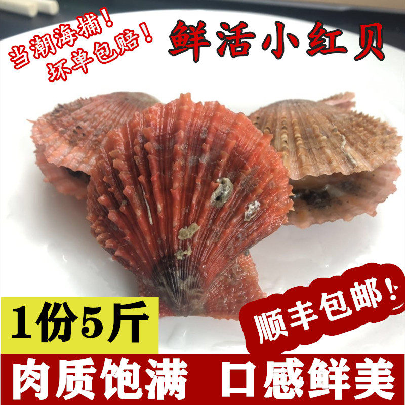 海味渔港 鲜活小红贝 红扇贝 新鲜海鲜包邮