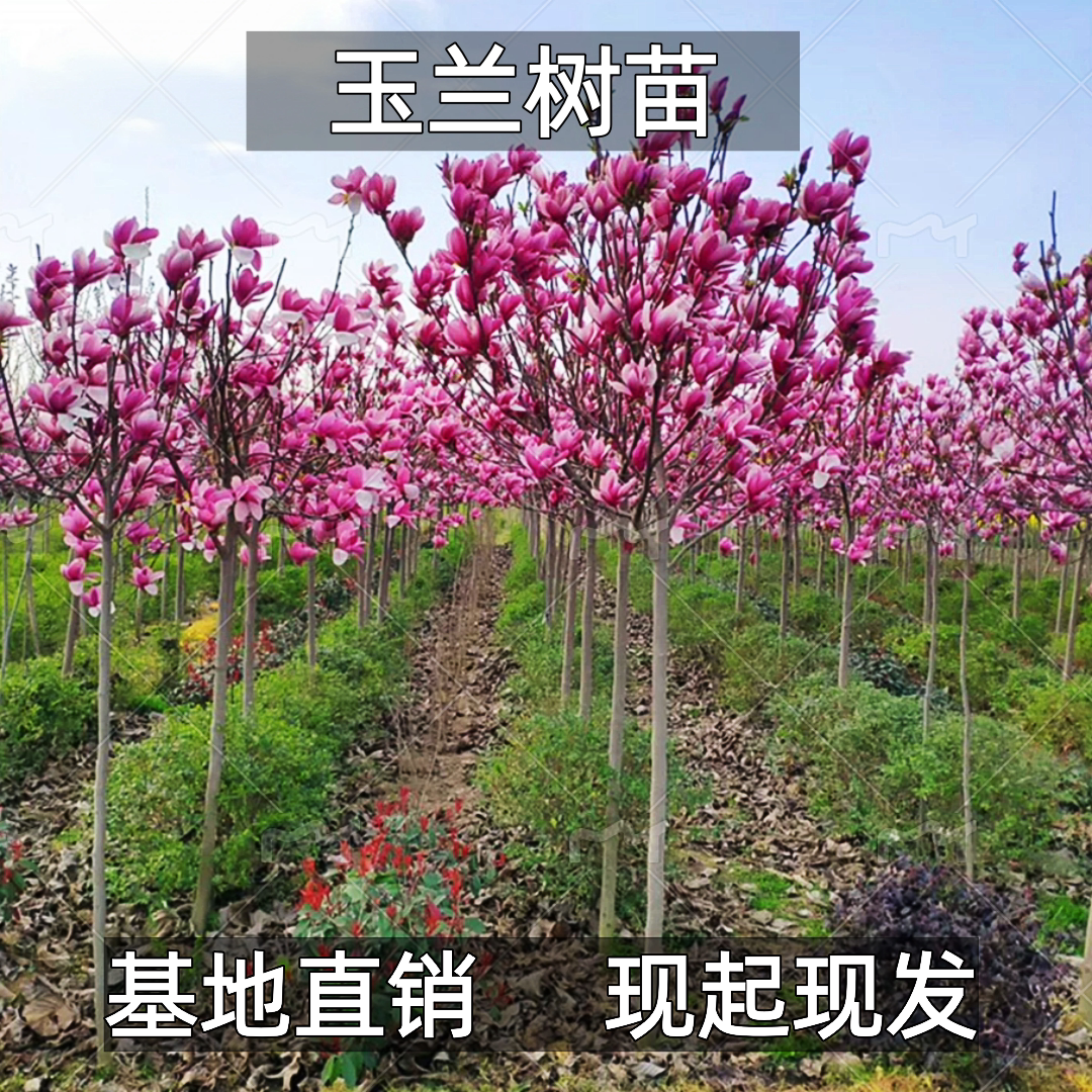 玉兰树苗紫白黄二乔娇红庭院园林耐寒盆栽绿化风景大树玉兰带花苞