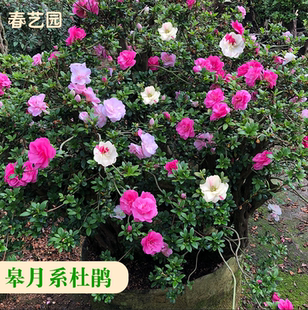 皋月杜鹃重瓣杜鹃五宝绿珠莹鹃之舞碧空沙浪多色杜鹃绿植盆栽花卉