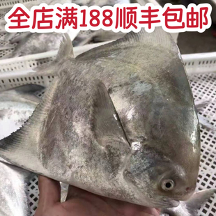 野生斗鲳鱼 300g-500g/条 全店满188顺丰包邮