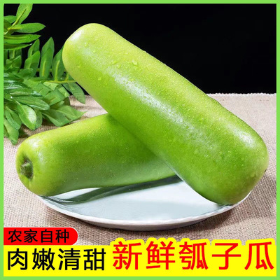 新鲜瓠子瓜蒲瓜嫩瓠应季蒲瓜现摘夜开花农家自种短棒瓠瓜葫芦瓜