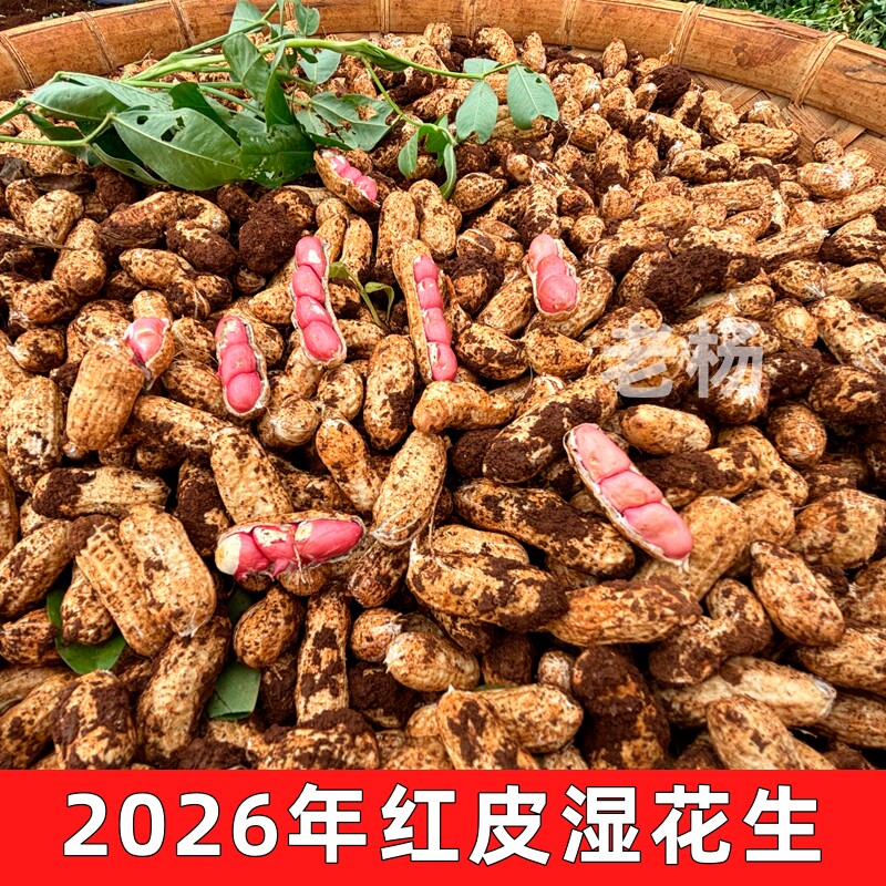 2026年新鲜红皮花生带壳湿花生农家鲜花生现挖新鲜带泥嫩花生红米