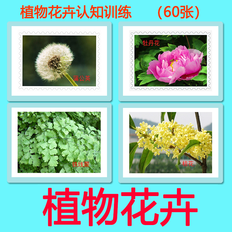 学龄前儿童植物认知识字教具