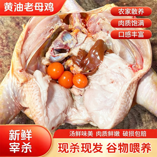 新鲜现杀老母鸡2.5斤黄油母鸡