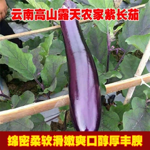 5斤 云南高山露天紫色長茄子新鮮現摘整箱時令蔬菜批發農家種植3