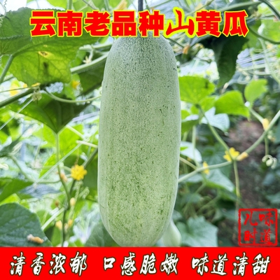 云南露天老品种黄瓜新鲜生吃