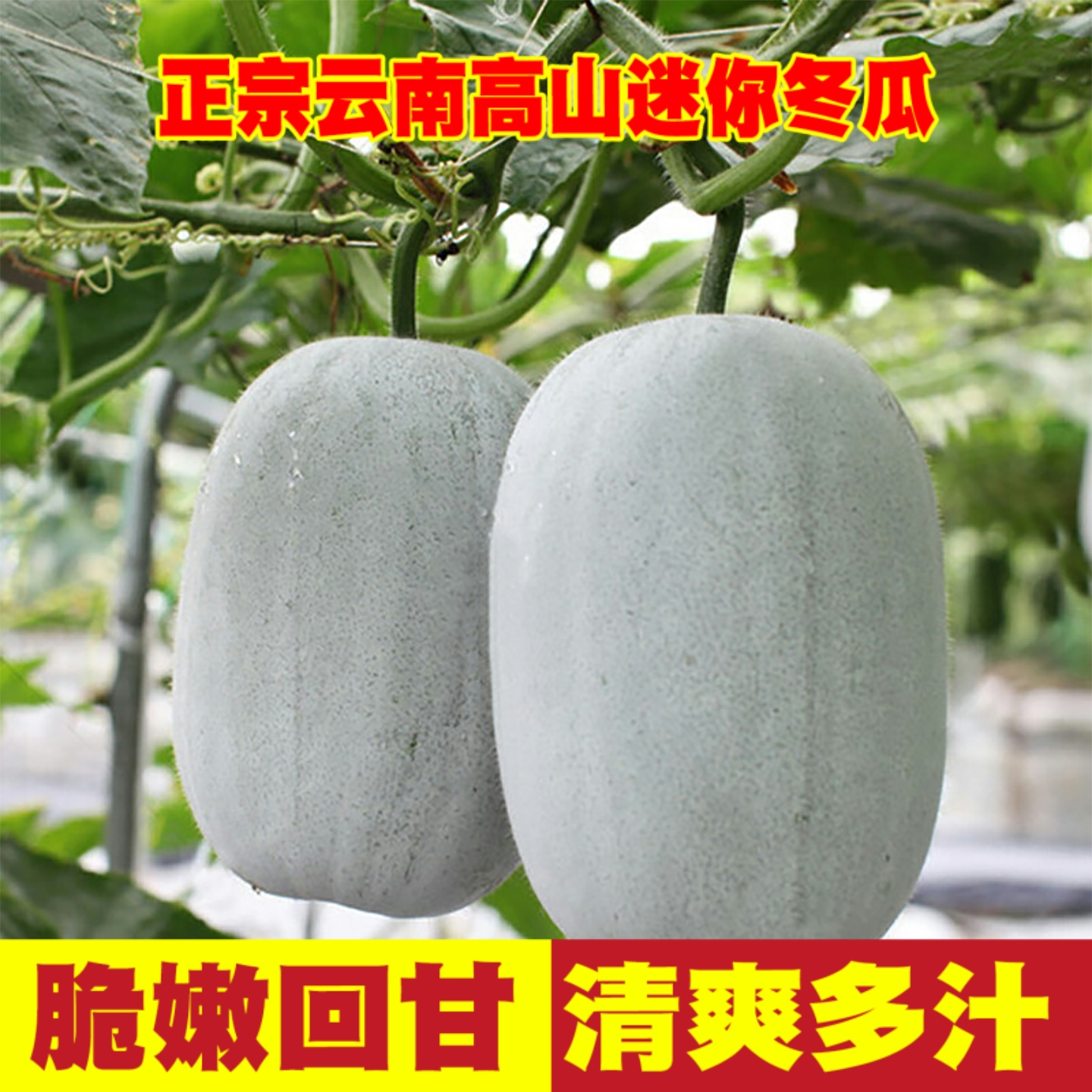 云南迷你小冬瓜现摘新鲜当季