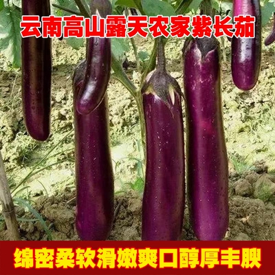 Юньнань, высокогорные фиолетовые баклажаны под открытым небом, свежесобранные длинные баклажаны, бесплатная доставка, сезонные овощи, оптовая продажа, выращенные на ферме