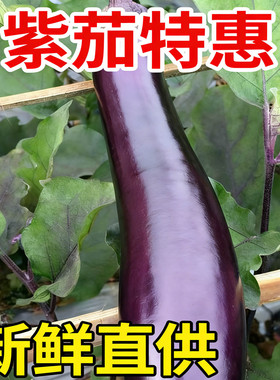 云南高山露天紫色茄子新鲜现摘长茄包邮时令蔬菜批发农家种植
