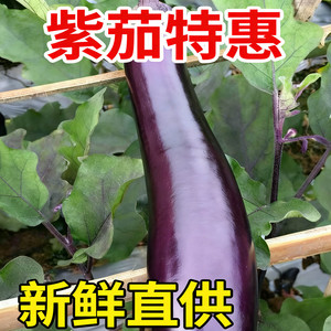 云南高山露天紫色茄子