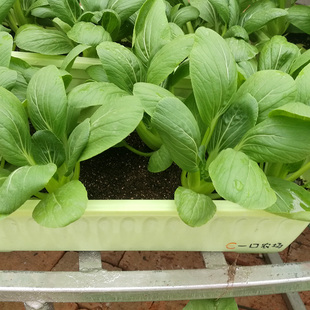 营养土养花植物土壤专用通用型种菜种植土花泥蔬菜西瓜育苗基 新品