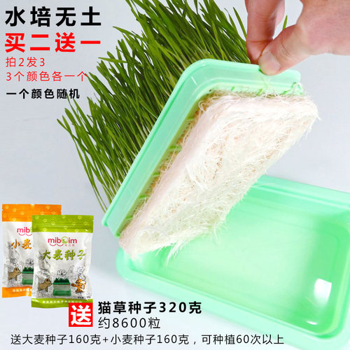 薄荷种子种植价格 薄荷种子种植图片 星期三