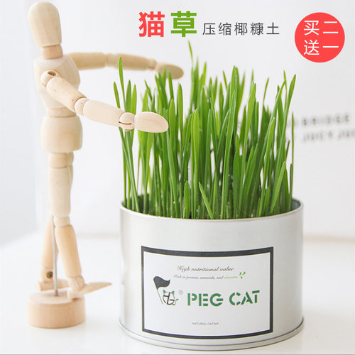 小麦草种植价格 小麦草种植图片 星期三