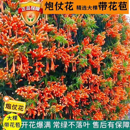 炮仗花苗围墙爬藤植物鞭炮花四季