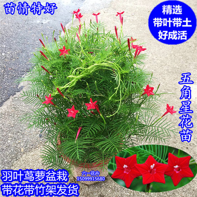 带花大棵茑萝盆栽好养五角星花苗