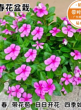长春花盆栽五叶梅花好养开花不断