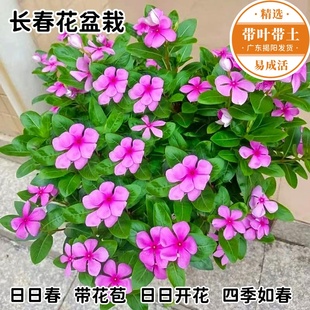 长春花盆栽 阳台庭院耐热耐晒植物当年开花好养五叶梅花苗 日日春