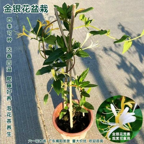 金银花苗盆栽可食用植物浓香花卉