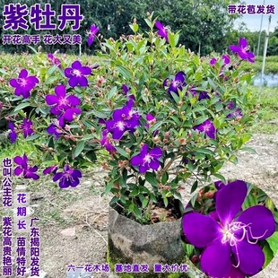 蓝稔花苗 开花绿植盆栽 庭院花卉植物紫色花 紫牡丹 巴西野牡丹花