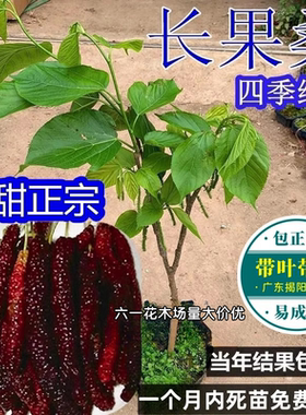 带果纯甜长果桑葚果树苗水果桑葚