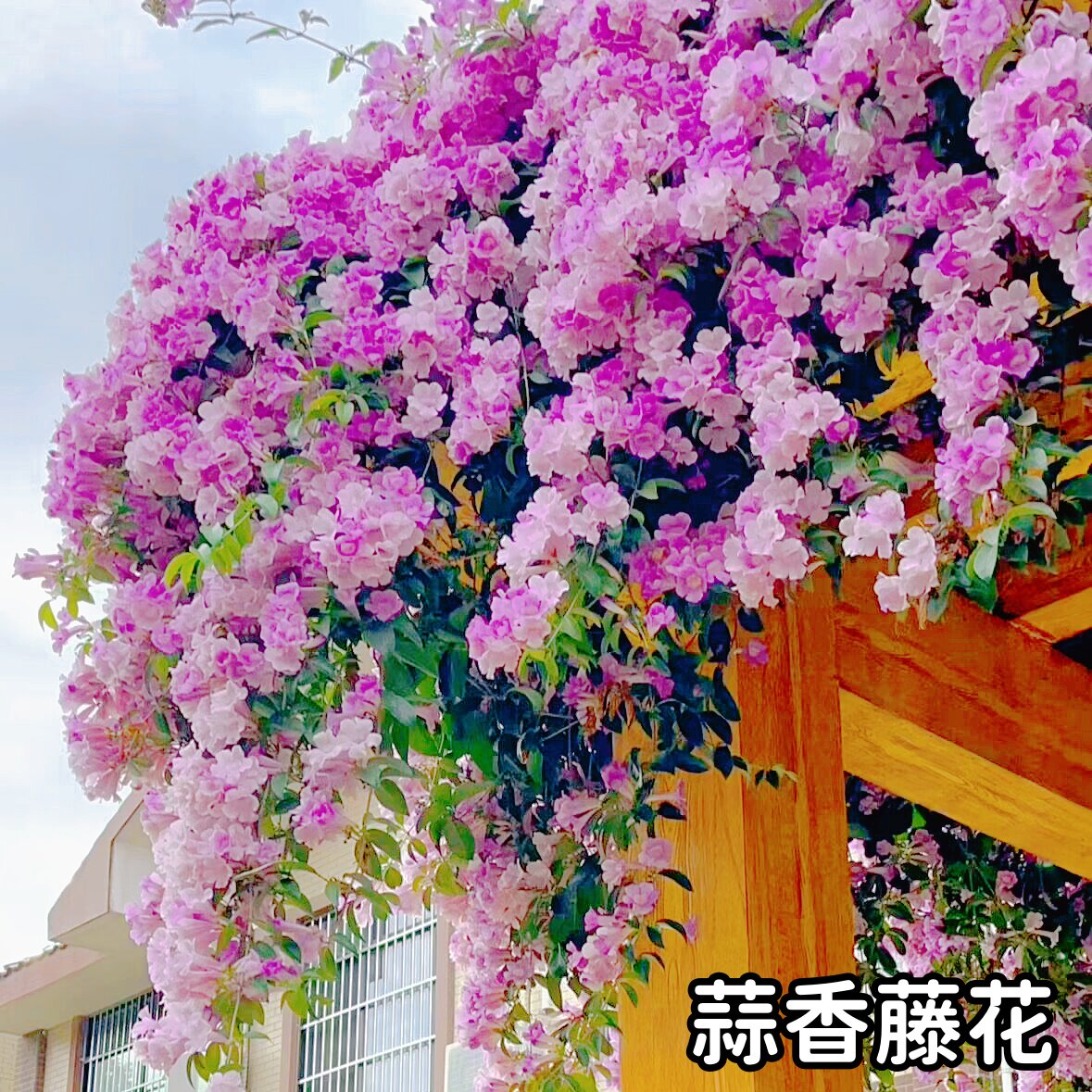 蒜香藤花苗 紫铃藤花 耐晒爬藤植物四季庭院阳台垂吊攀爬围墙植物