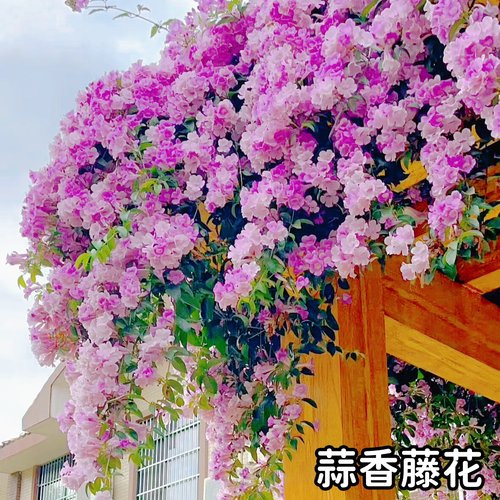 爬藤植物蒜香藤紫铃藤开花会变色