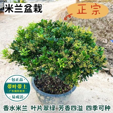 米兰花苗 浓香花卉植物 四季常青绿植 室内外好养活盆栽 驱蚊植物