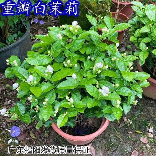 白茉莉花四季室内外好养浓香花卉