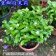 四季 茉莉花盆栽 常绿好养 花 浓香花卉植物 重瓣茉莉苗 开花很香