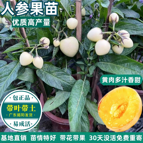 壮实大棵人参果树苗长寿果苗带果