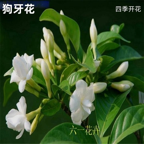 狗牙花四季常青水晶茉莉耐晒好养