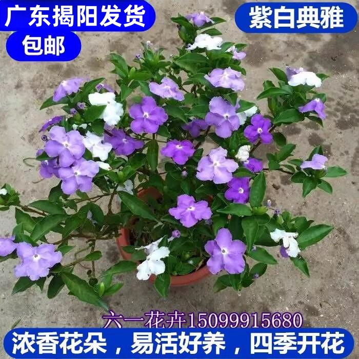 双色茉莉盆栽 双色花苗 鸳鸯茉莉花 阳台室内外盆栽 芳香花卉包邮 鲜花速递/花卉仿真/绿植园艺 时令草本花卉 原图主图