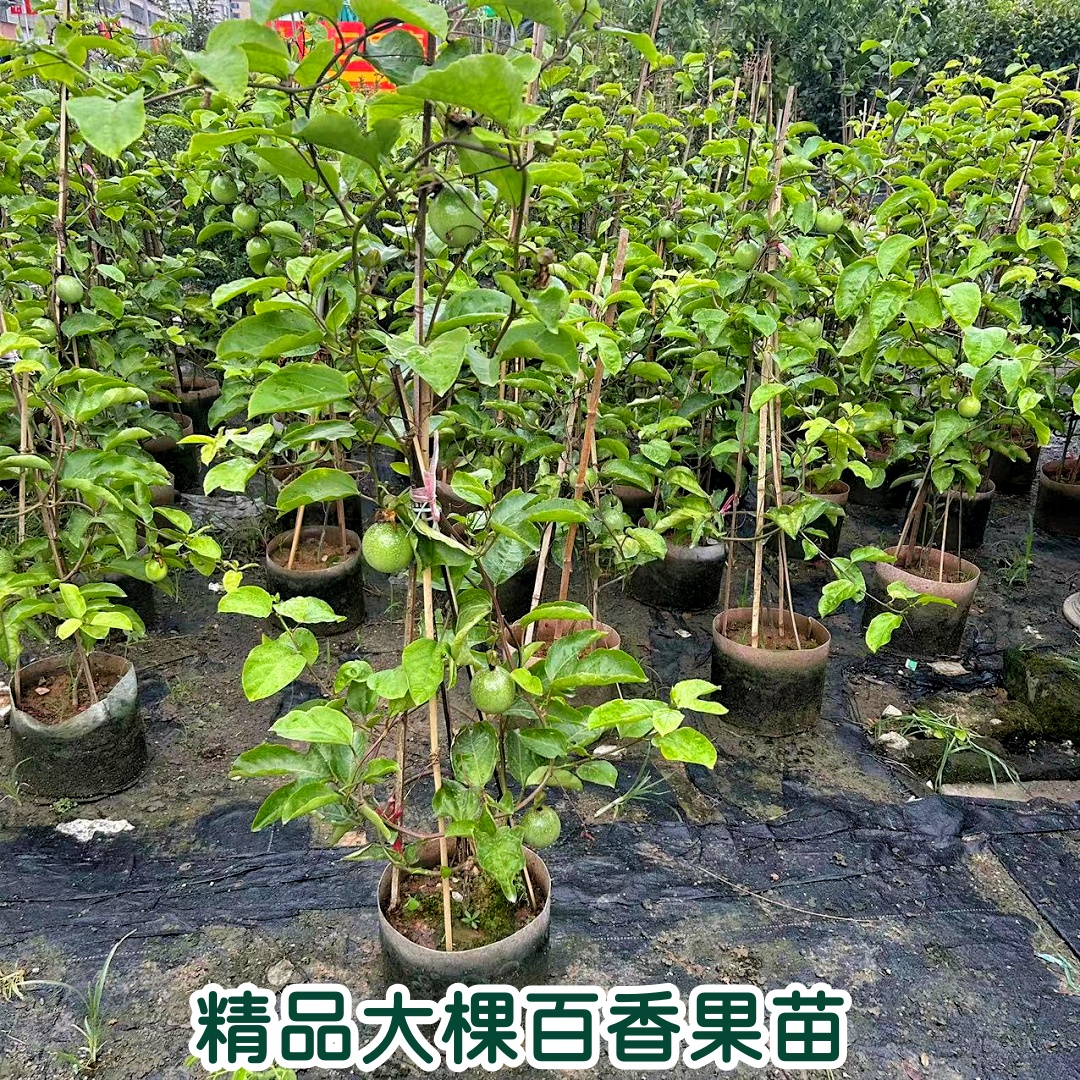 百香果苗当年结果水果树苗好成活
