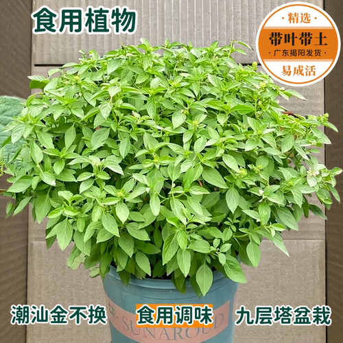 潮汕金不换食用九层塔盆栽罗勒苗
