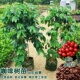 咖啡苗盆栽卡蒂姆云南小粒咖啡树庭院阳台果苗盆栽咖啡果树苗结果