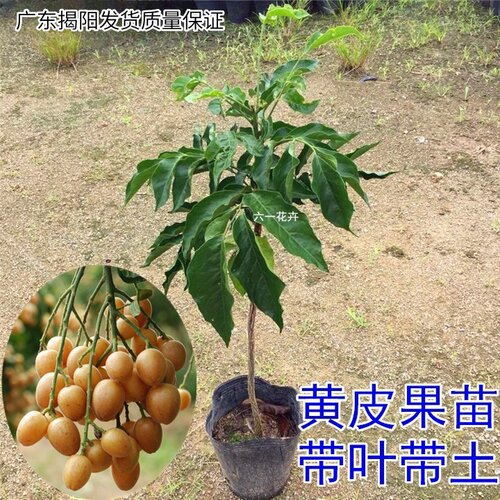 嫁接果树苗鸡心黄皮四季常青