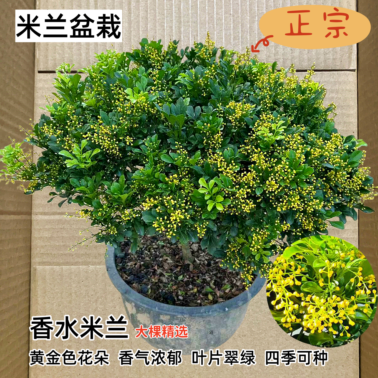 米兰花苗 浓香花卉植物 四季常青绿植 室内外好养活盆栽 驱蚊植物