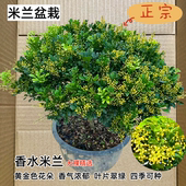 室内外好养活盆栽 米兰花苗 常青绿植 四季 驱蚊植物 浓香花卉植物