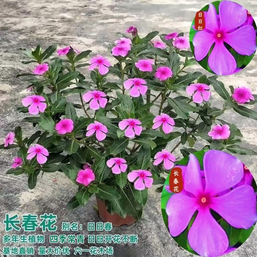 长春花盆栽土春 日日春 阳台庭院耐热植物四季可种五叶梅花苗好养