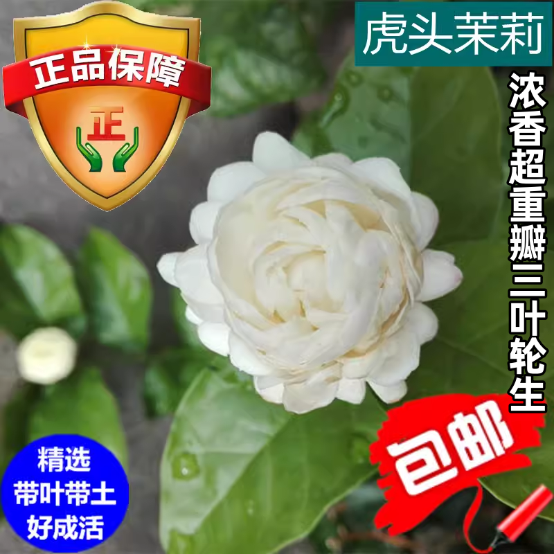 虎头茉莉超重瓣四季开花浓香花卉