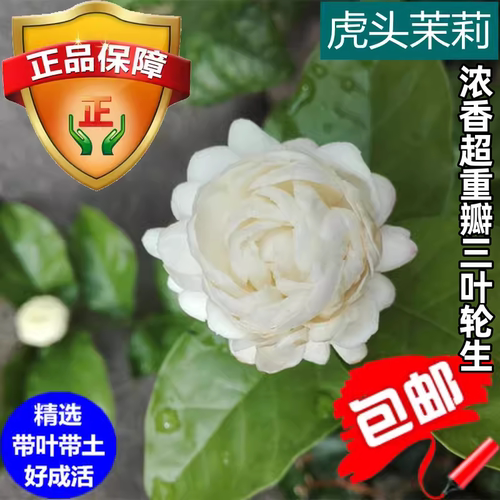 虎头茉莉花超重瓣大花朵浓香花卉