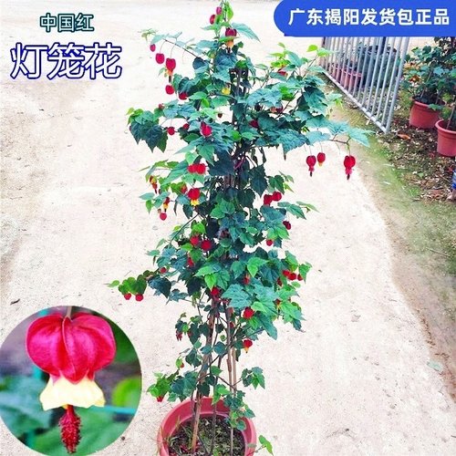 灯笼花风铃蔓性红心四季爬藤