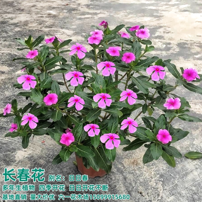 长春花盆栽五叶梅花耐热四季开花