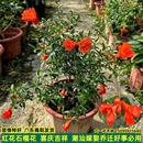 石榴花苗 红花苗 潮汕红花 石榴花 喜庆吉祥花苗庭院阳台盆栽绿植