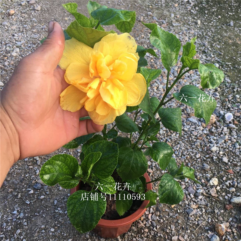 扶桑花苗 朱槿花 木槿牡丹 大红花 吊钟花 庭院阳台盆栽植物包邮