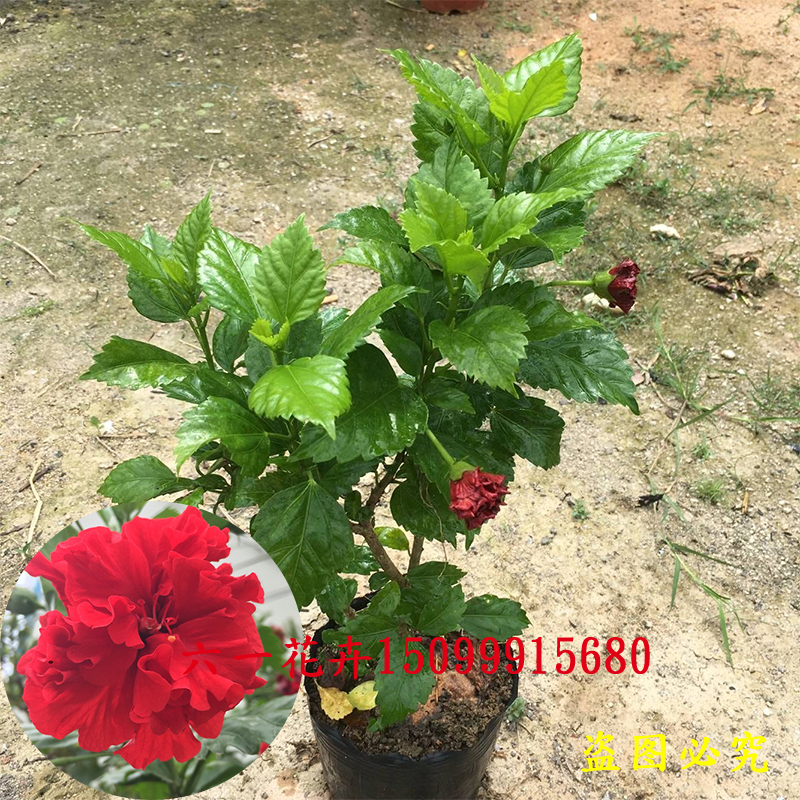 扶桑花苗 朱槿花 木槿牡丹 大红花 吊钟花 庭院阳台盆栽植物包邮