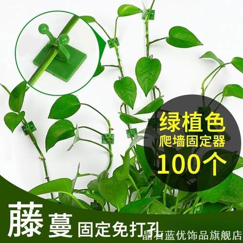 爬上墙面绿萝绿植固定器爬藤月季