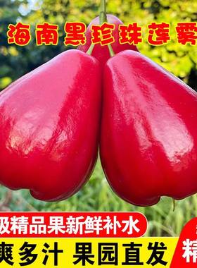海南三亚红宝石黑珍珠莲雾水果